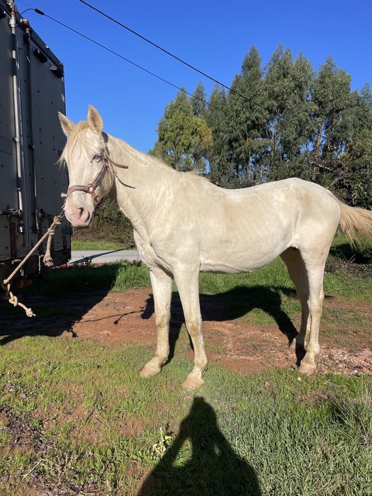 Égua isabel muito bem engatada
