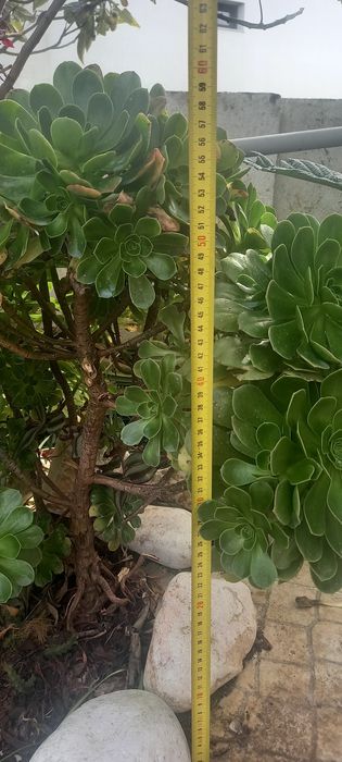 Aeonium- planta- jardim