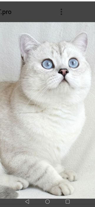 Шукаємо прямовухого котика  для вязки