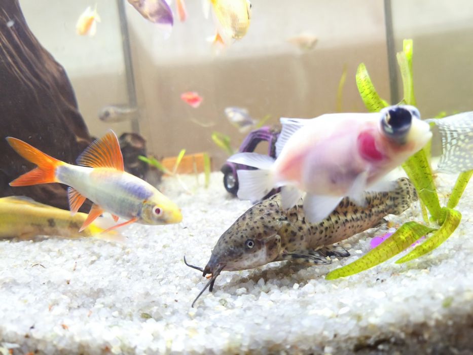 СРОЧНО!!! Продам великий акваріум 150л аквариум