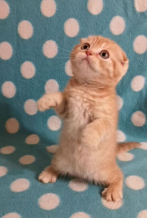Эшли ( скоттиш фолд)