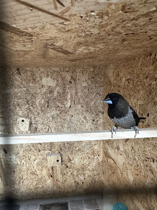 Bengalins do japão para ceder