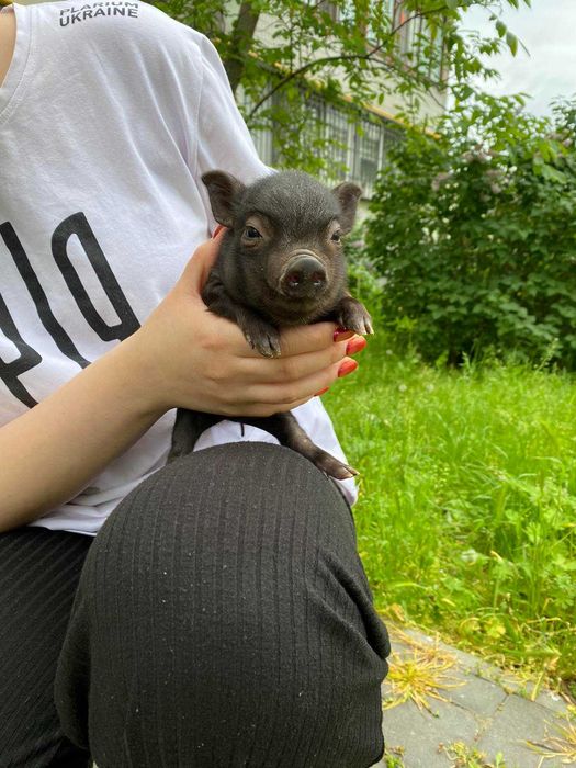 Міні піг - найсиліша тдомашея тварина