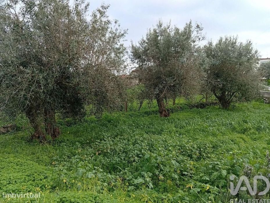 Terreno Agrícola em Ameixial