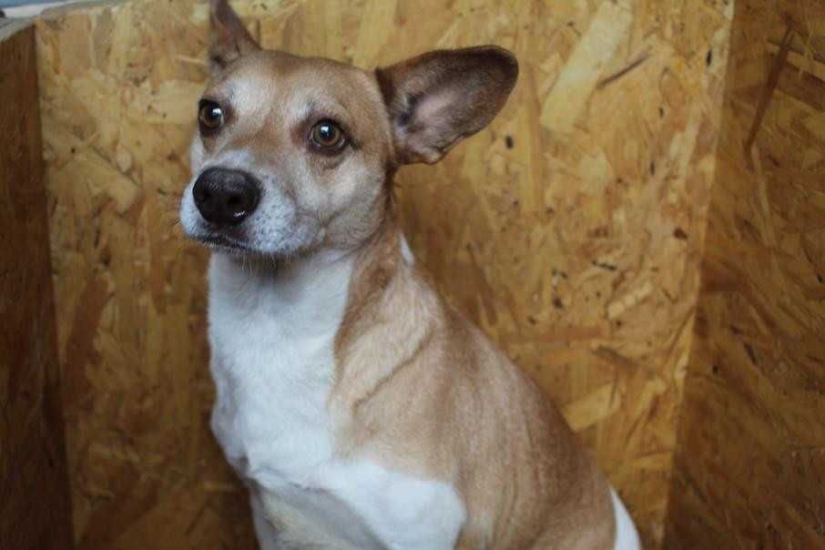 583491 Rossi do adopcji