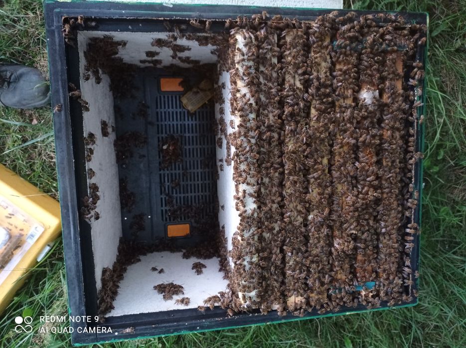 Odkłady pszczele na ramce wielkopolskiej