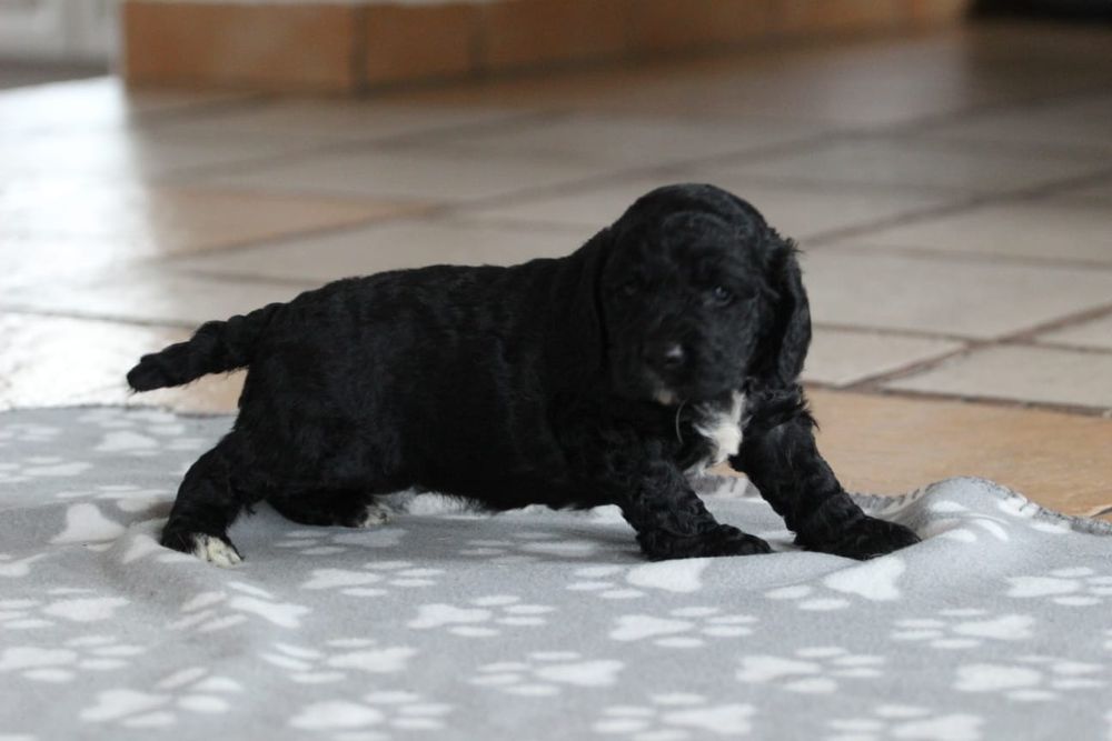 Suczka Springerdoodle doodle / Paszport pudel cockapoo spaniel/