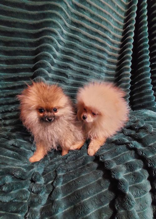 Кукольные мини померашки