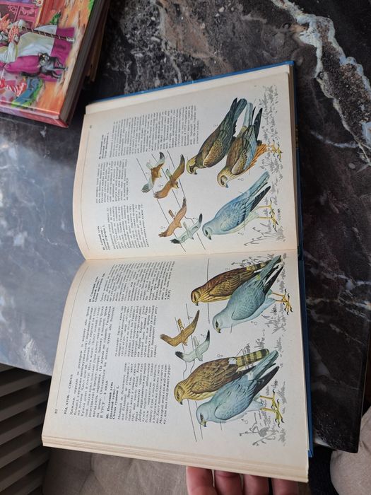 Птахи України Польовий визначник 1984