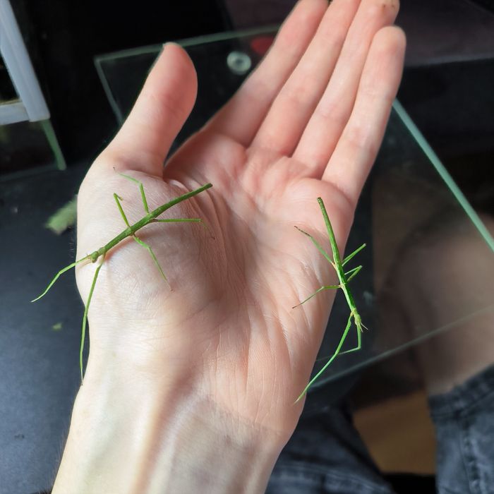 Patyczaki rogate hobby