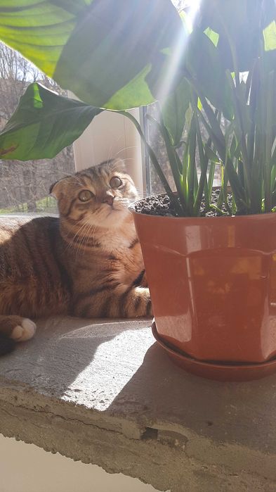 Случка кота , кіт на в'язку.