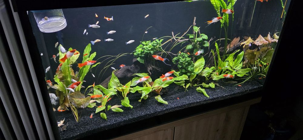 Sprzedam ryby mieczyki,molinezje