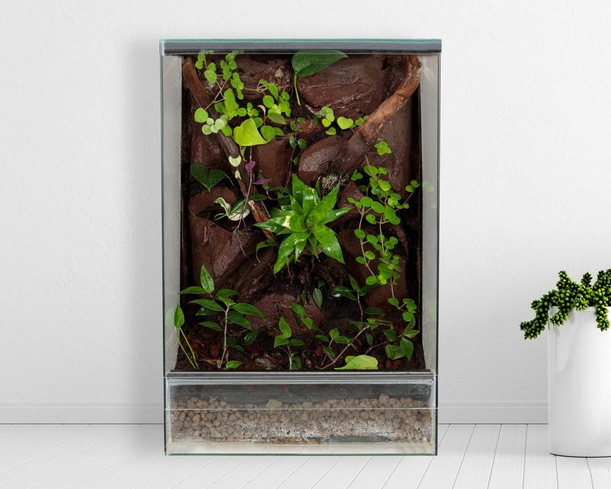 Terrarium las w szkle paludarium