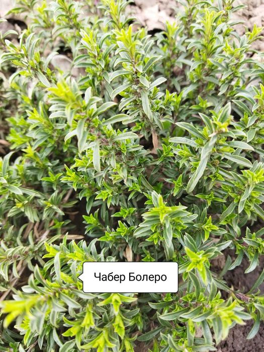 Пряні трави, м'ята, меліса.