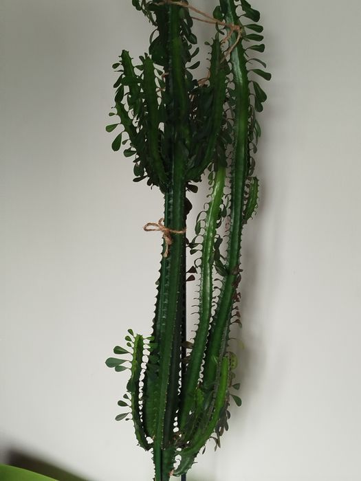 Wilczomlecz 150 cm.