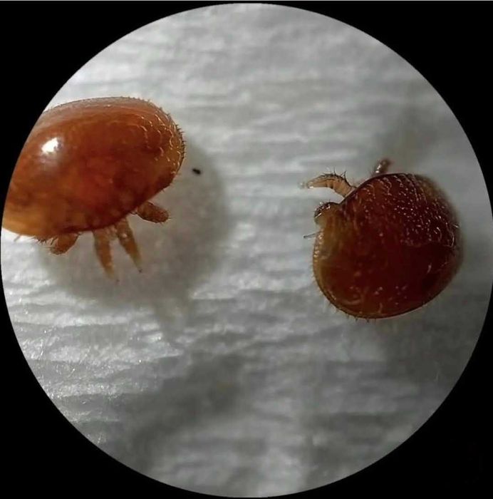 Produto Orgânico para o Tratamento da Varroa - Ácido Fórmico