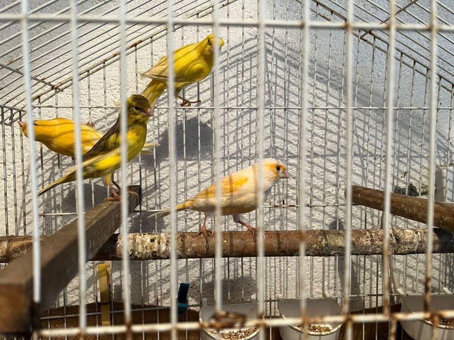 Canaries for sale