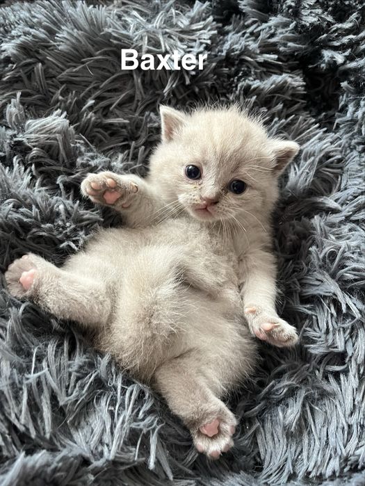 Kotka Brytyjska Liliowa. British Shorthair Lilac BRI  c.