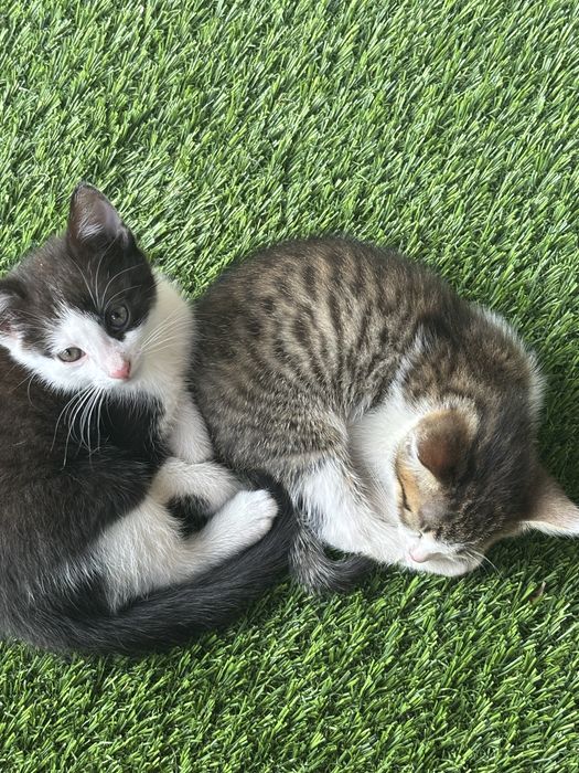 kotki do adopcij