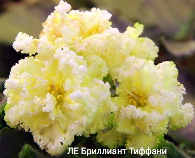 Сортові фіалки (сенполії) — листочки та дітки. Великий вибір! Оновлено