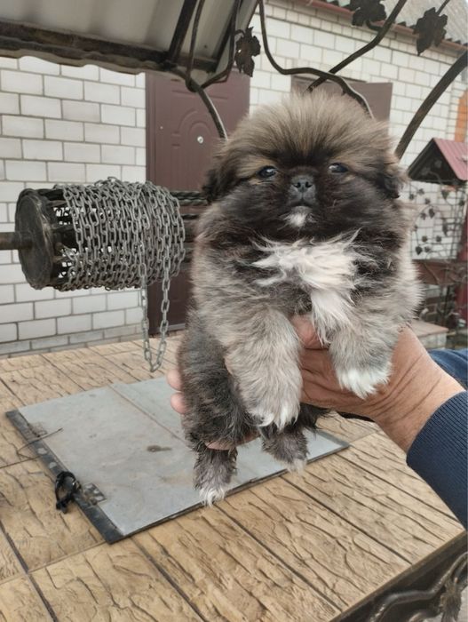 Продам цуценят Пекінесиків