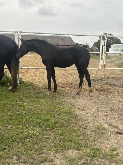 Sprzedam odsadki klaczki ślaskie