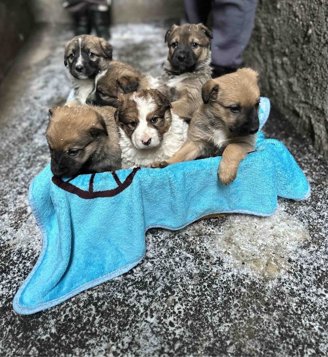 Чудове цуценятко із щепленнями!!!