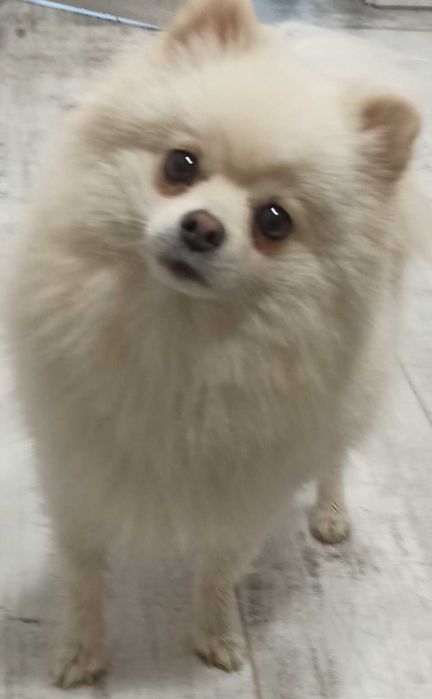 Szpic miniaturowy pomeranian*** dorosła