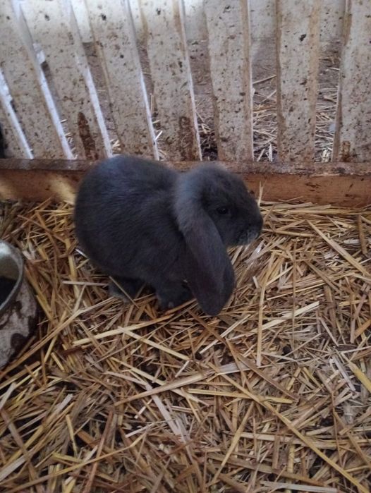 Sprzedam króliki barany francuskie