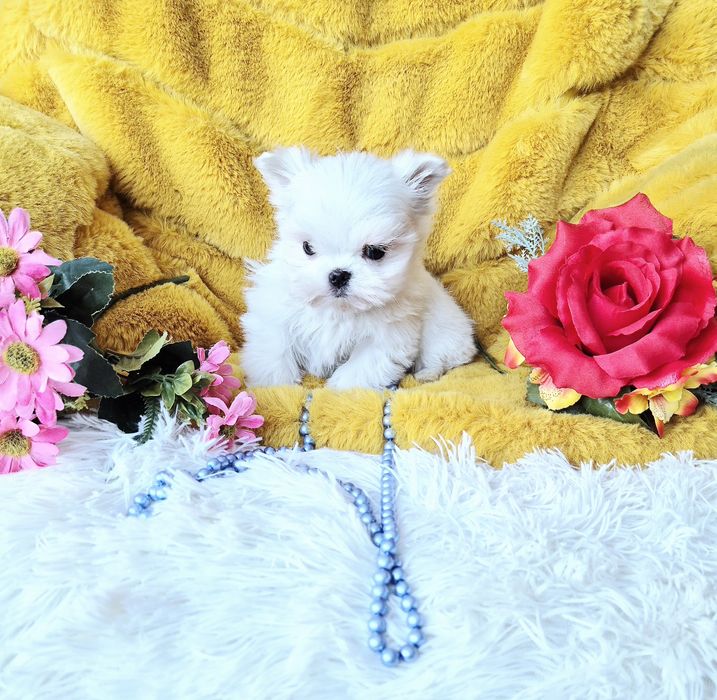 Śliczny Malutki Maltańczyk XXS