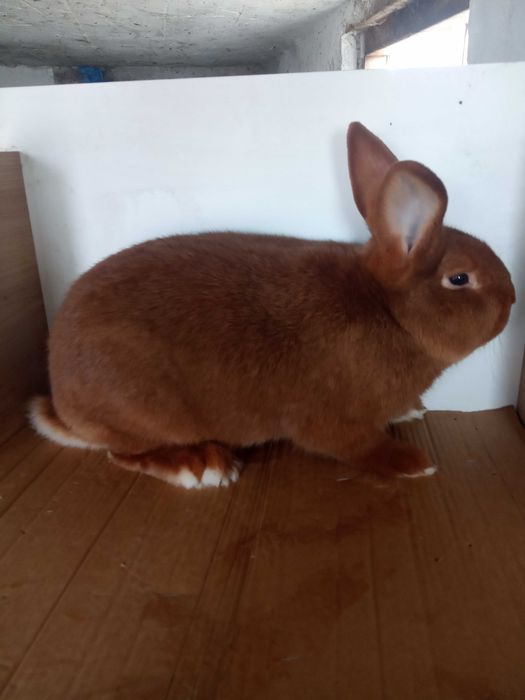 NC nowozelandzki czerwony