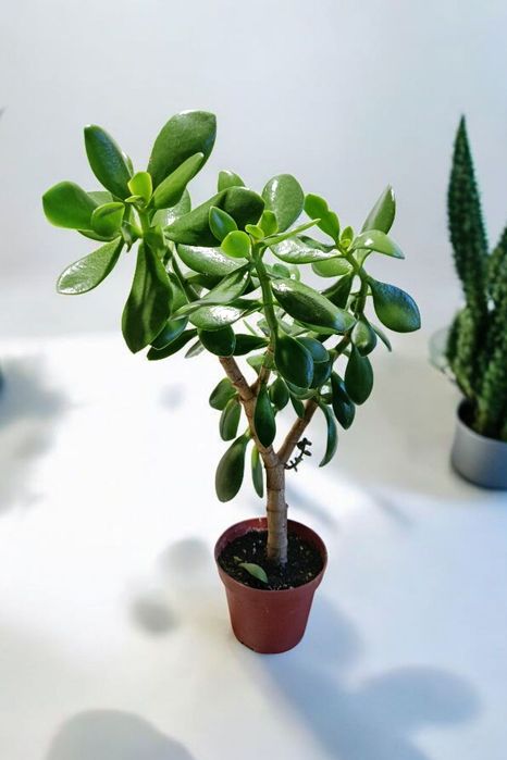 Денежное дерево, крассула, толстянка