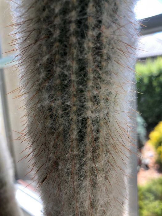 Kaktus 112 cm wysoki 4 pędowy