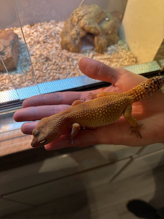 Gekon lamparci wraz z terrarium komplet akwarium