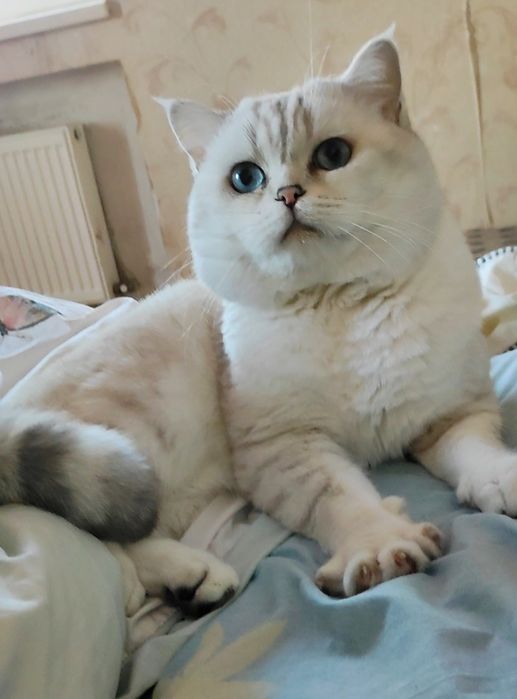Клубный котик шиншилла поинт вязка