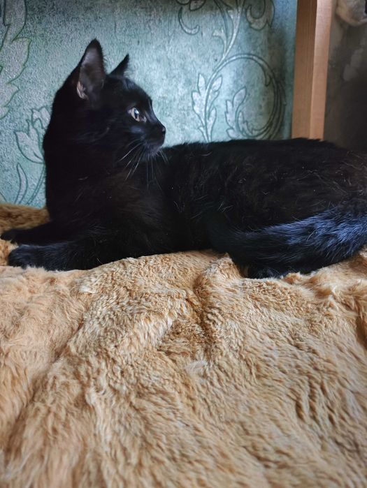 Кошенята котята котенок кошеня шукають любляче серце