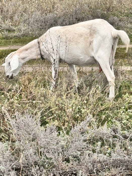 Козочки англо нубійські