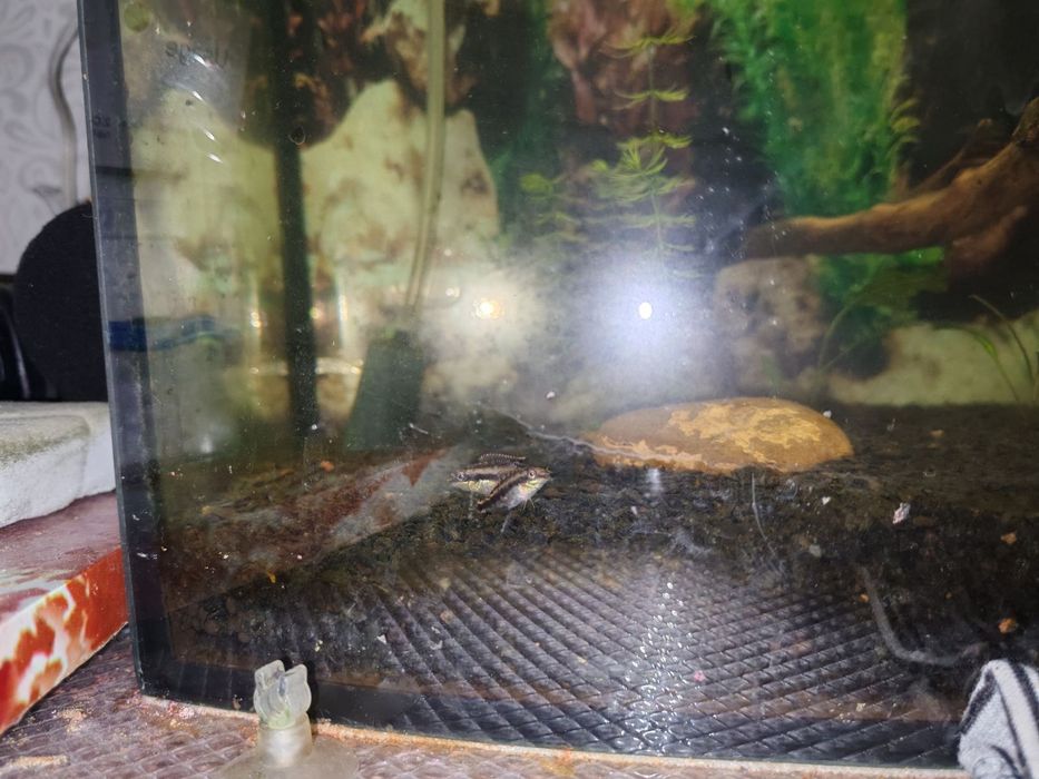 Анциструс, сом Папуга рибки