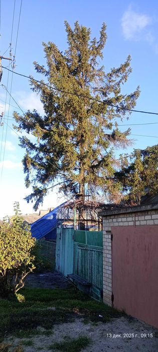 Продам ёлку и стволы ореха самовывоз