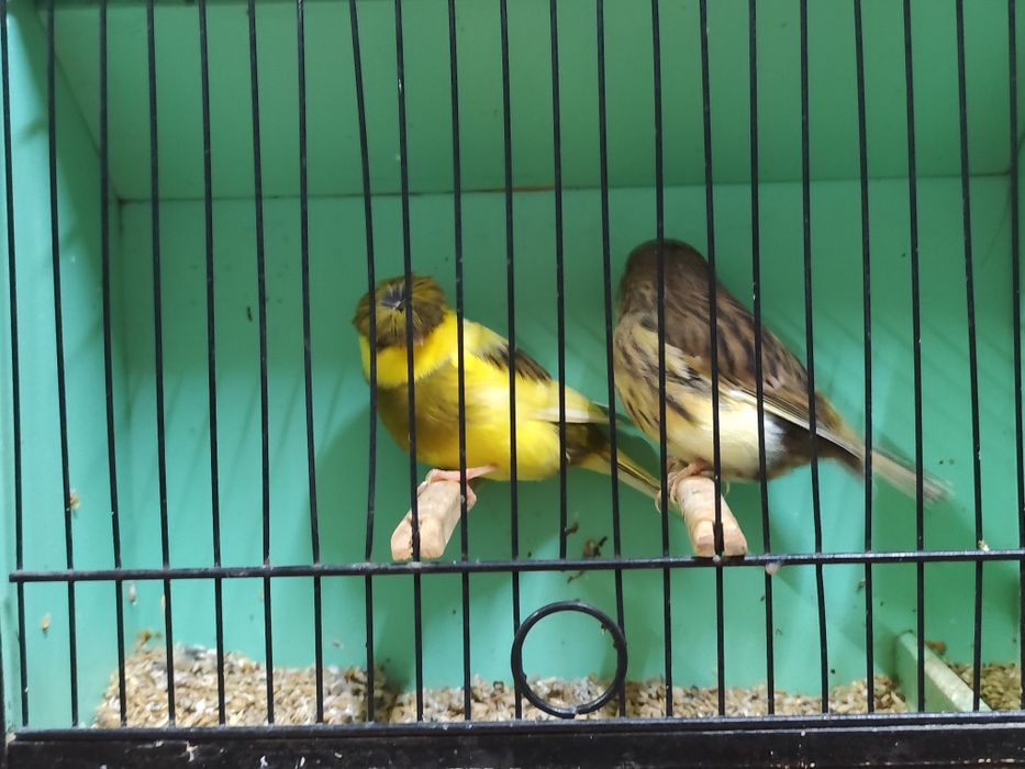 Glosters de linhagem campeã 
#canarilsantoscosta