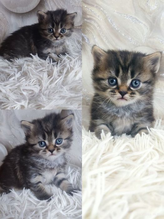 Кошеня дівчинка з мраморним окрасом