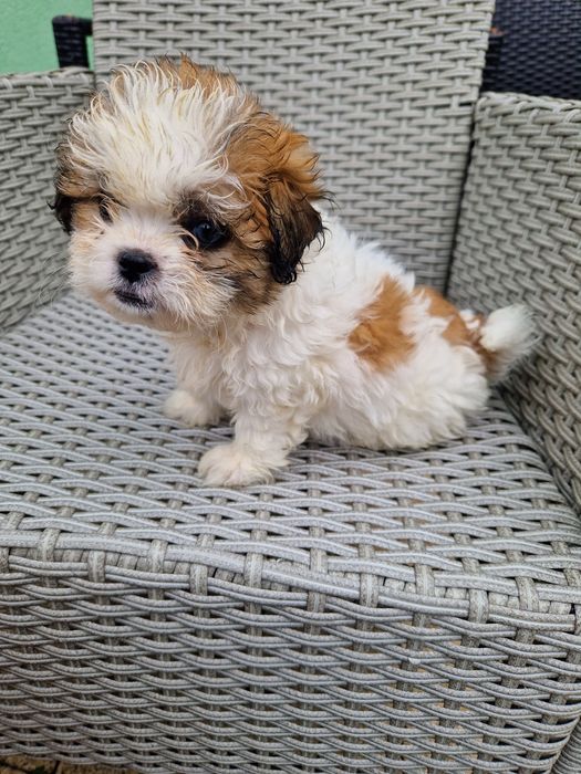 Shih-tzu szczeniak aktualne