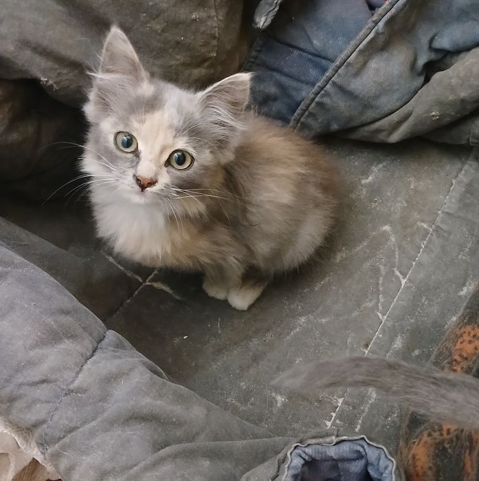 Віддам в добрі руки кошеня.
