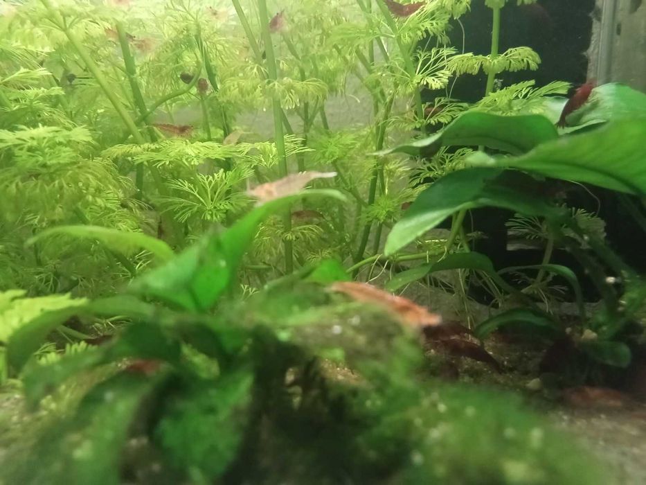 krewetki Neocaridina Bloody Mary -poselekcyjne