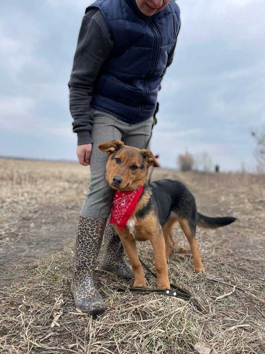 Діді дуже потрібна сім'я. Вона дуже сильно сумує в притулку.