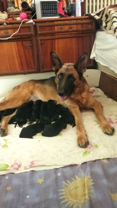 Малыши яркие и крупные немецкие овчарки