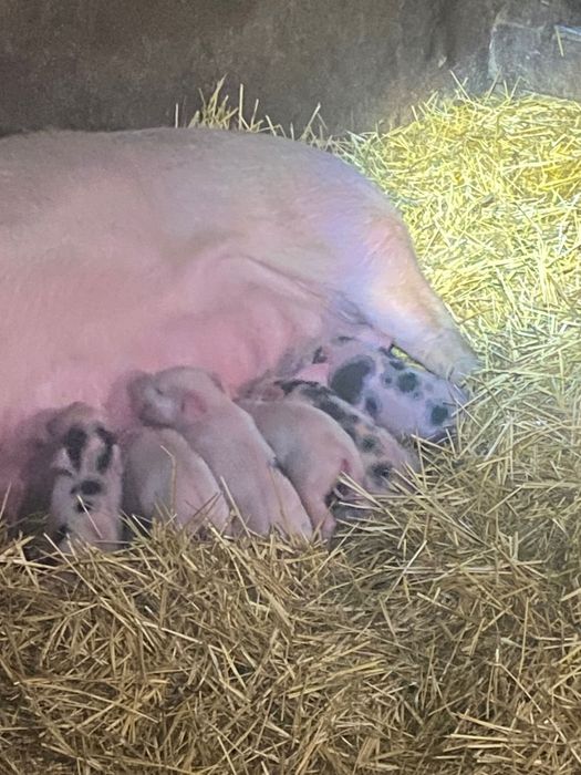 Продаю поросят есть кабанчики и свинки