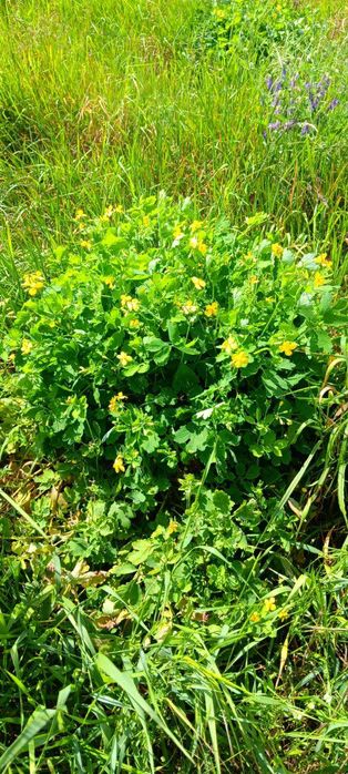 Glistnik/Jaskółcze ziele 50g(suszone) CZYSTA NATURA