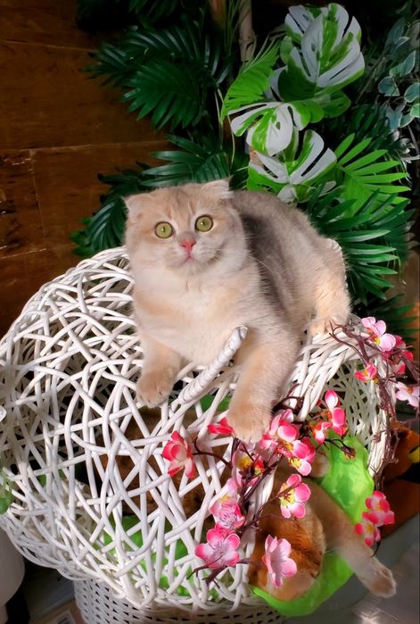 Нежные и ручные котики. Окрас золотая шиншилла, золотые тикированные.