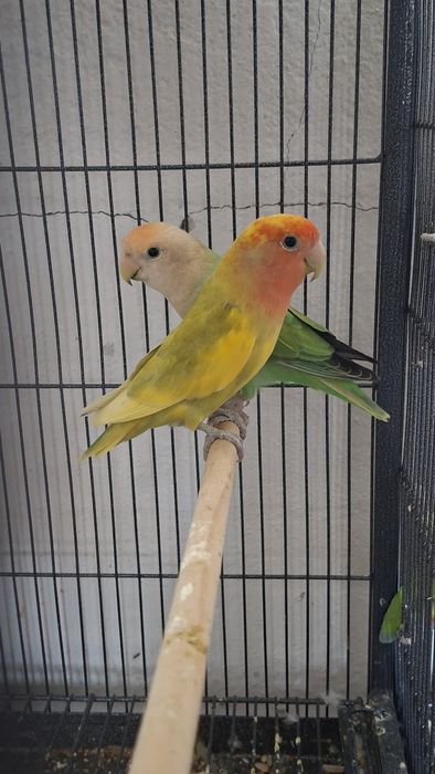 Agapornis Roseicollis
